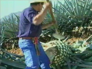TRABAJO (3)  GANADO